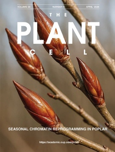 The plant cell圖片